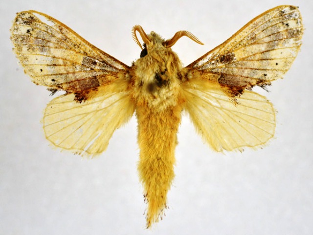 Odontocheilopteryx scilla